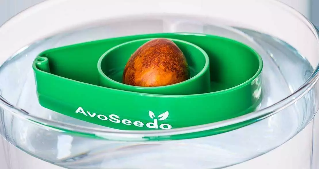 First Step Of Growing Your Own Avocado Tree With Avoseedo