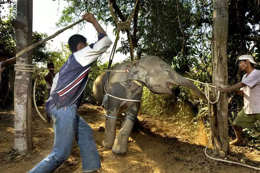 Baby Elephant Torture