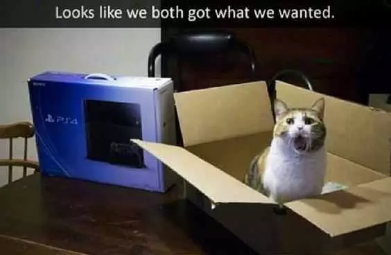 Funny Cat Pictures  Ps4 And Cat Toy