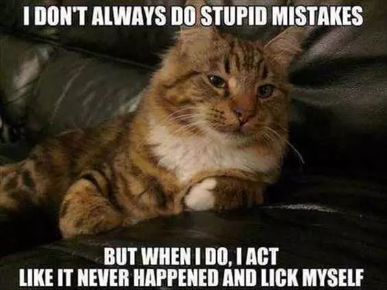 Funny Cat Pictures  Just Act Innocent