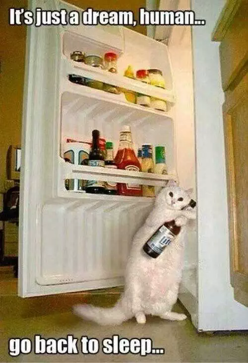 Funny Cat Pictures  Caught The Cat Burglar Red Handed