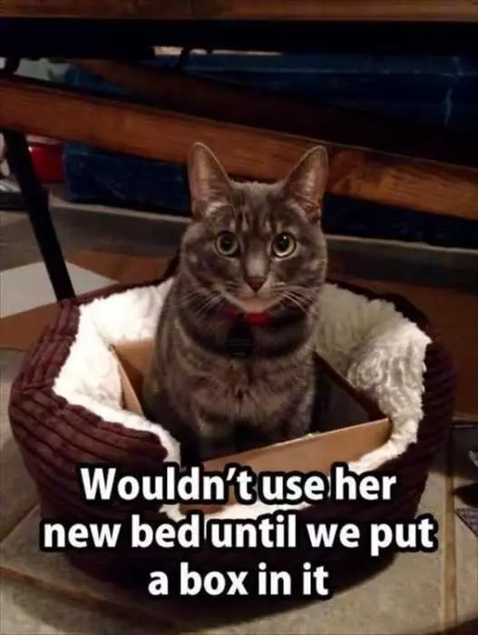 Cat New Bed