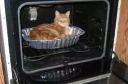 Cat Oven