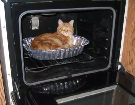 Cat Oven