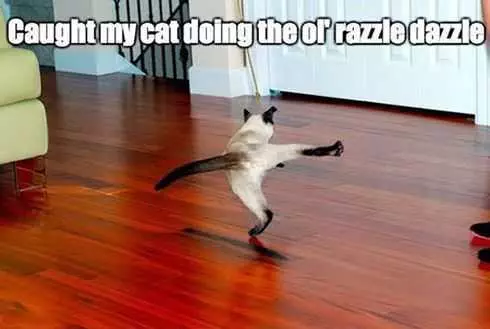 Cat Razzle