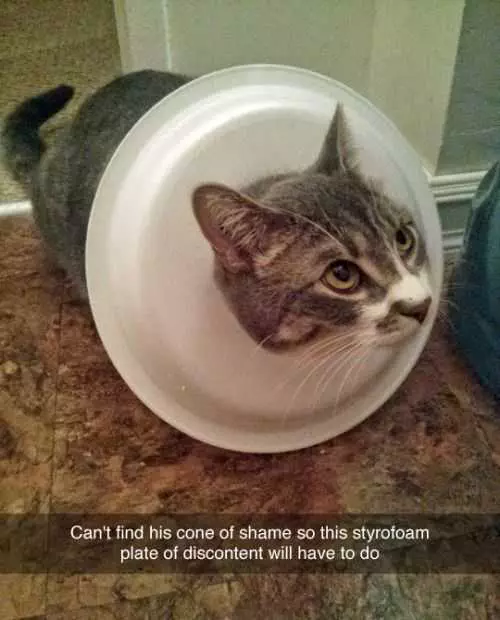 Cat Shame