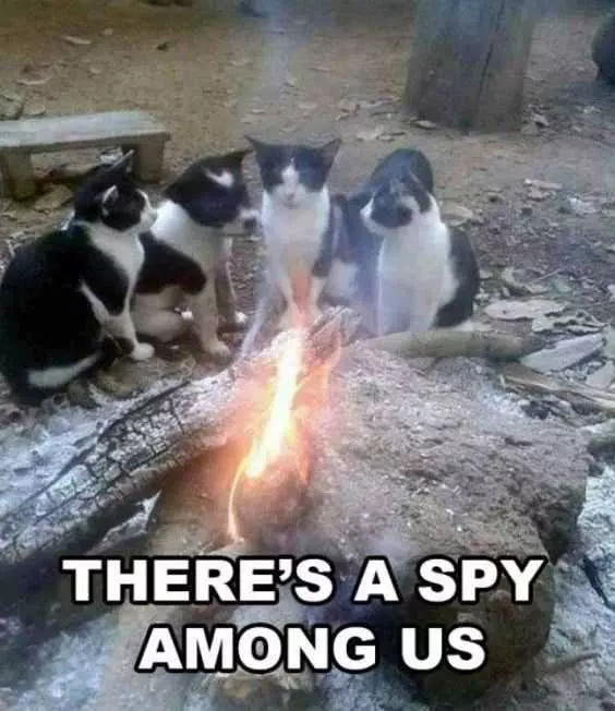Funny Cat Pictures  Who'S The Spy