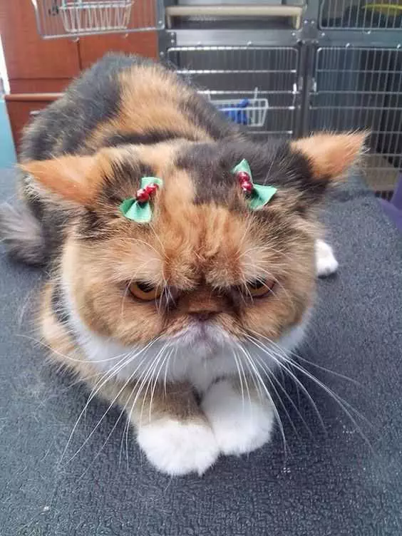 Funny Christmas Cat Pictures Bows Of Holly