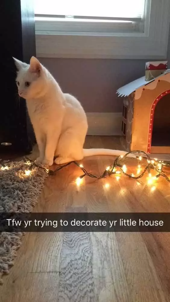 Funny Christmas Cat Pictures Cat Taking Down Christmas Lights