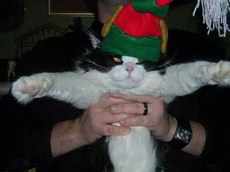 Funny Christmas Cat Pictures Elf Hat