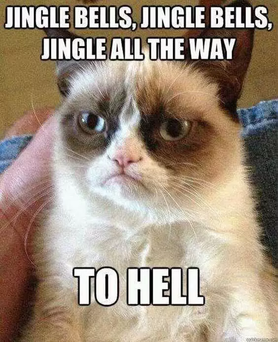 Funny Christmas Cat Pictures Jingle Bells