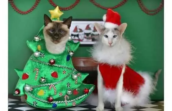 Funny Christmas Cat Pictures Happy Elves