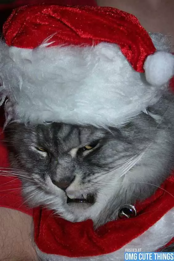 Funny Christmas Cat Pictures Angry Santa Cat