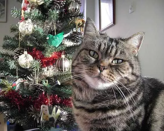 Funny Christmas Cat Pictures No Presents For Cat
