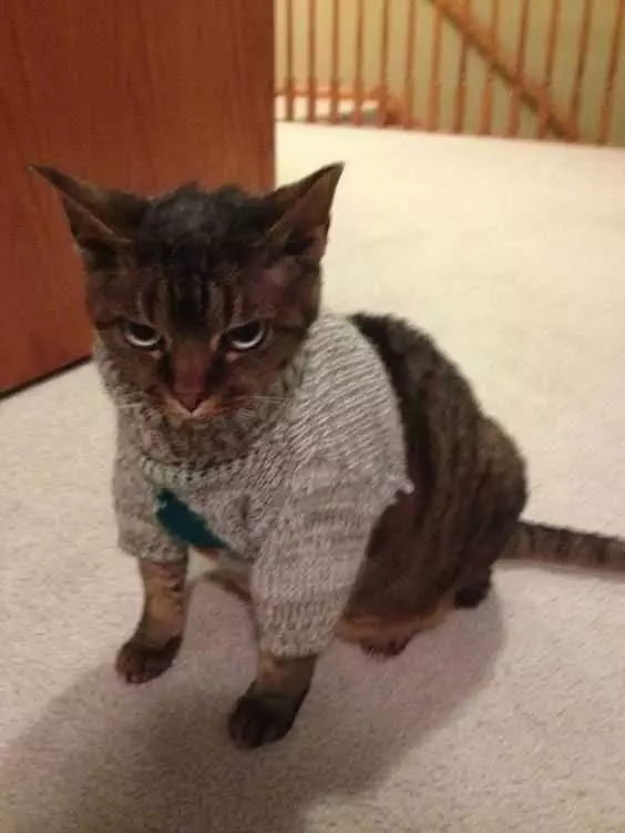 Funny Christmas Cat Pictures With Ugly Christmas Sweater