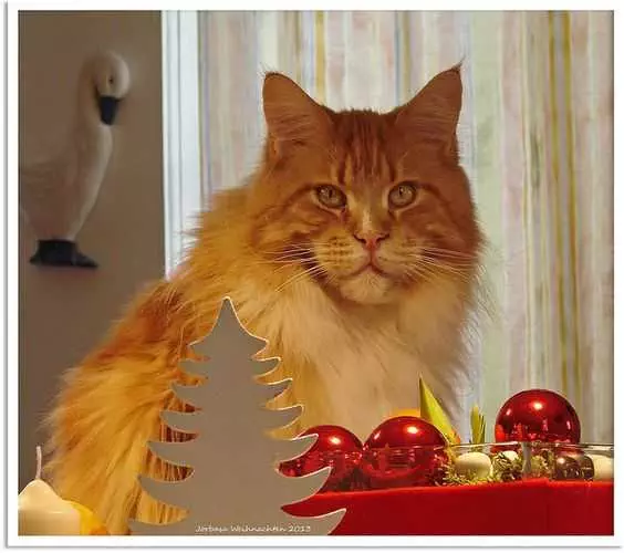 Funny Christmas Cat Pictures