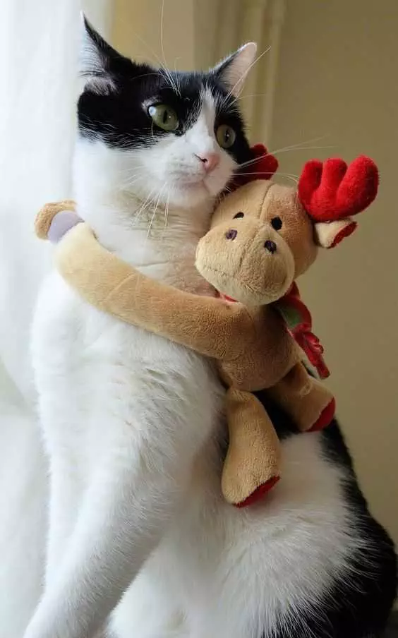 Funny Christmas Cat Pictures Moose Hug