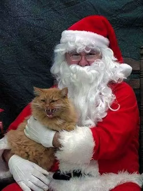 Funny Christmas Cat Pictures Cat Hissing In Santa'S Arm