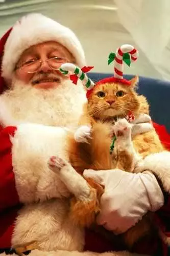 Funny Christmas Cat Pictures Cat With Candy Cane Ears On Santa's Lap