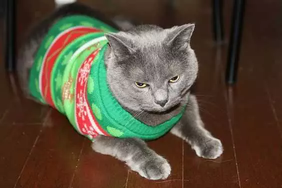 Funny Christmas Cat Pictures Cat With Ugly Christmas Sweater 2