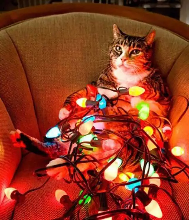 Funny Christmas Cat Pictures Cat Lit Up