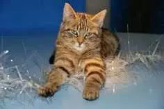 Funny Christmas Cat Pictures Cat Sitting On Tinsel
