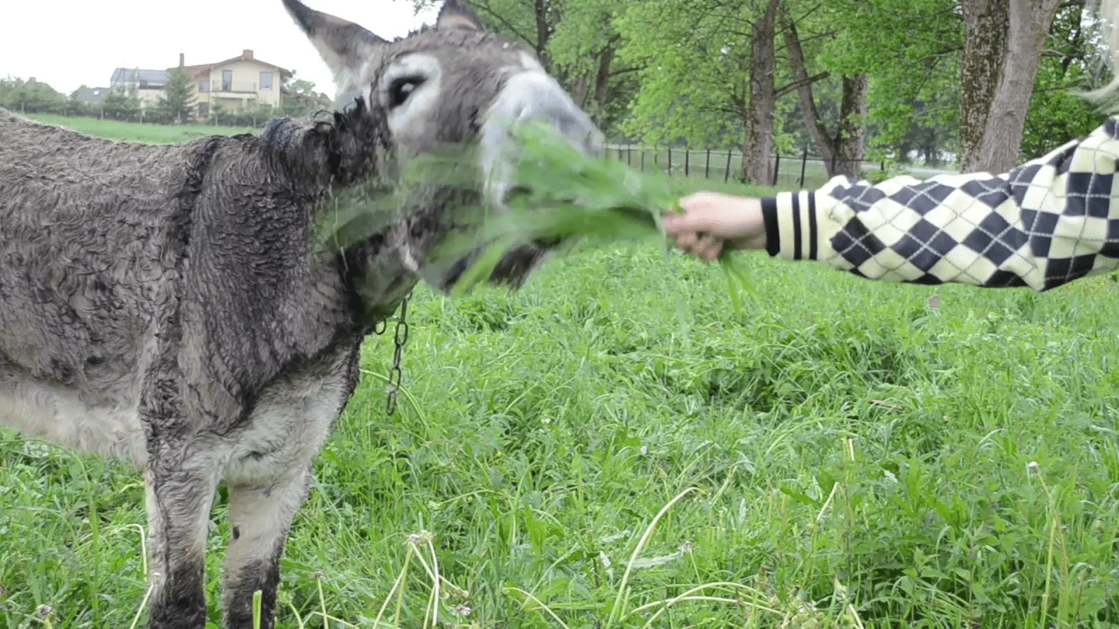 Donkey Animal Closeup And Farmer Woman Girl Hand Feeding Grass E1Baw74 F0000