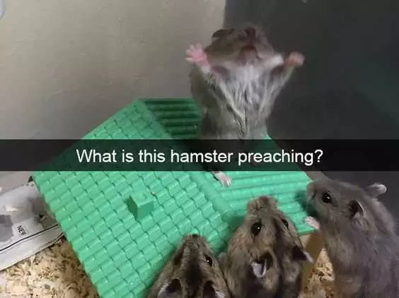 Funny Images Preachy Hamster