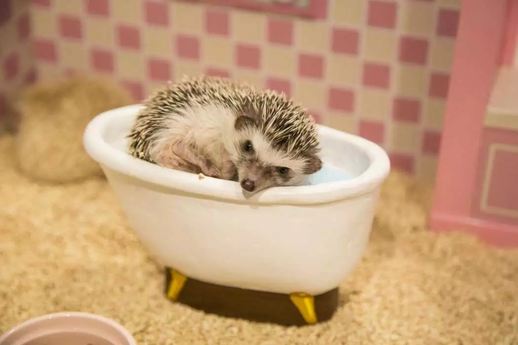 Cute Hedgehog Pictures  Hedgehog In Hedgehog Size Bathtub