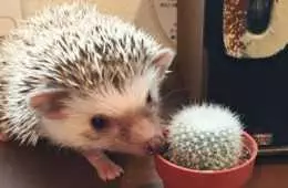 Funny Hedgehog Cactus
