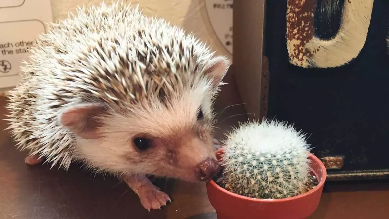 Cute Hedgehog Pictures  Hedgehog Next To Cactus