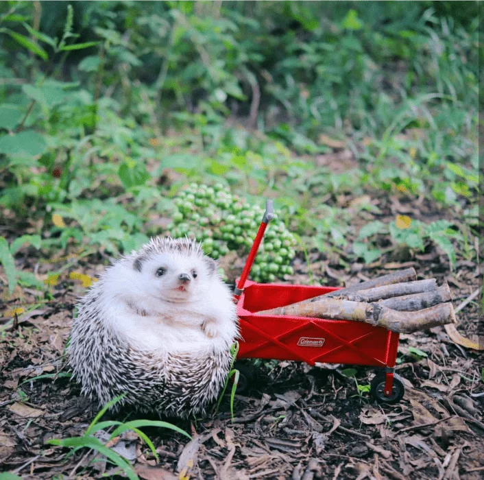 Cute Hedgehog Pictures  Hedge Hog With A Red Wagon