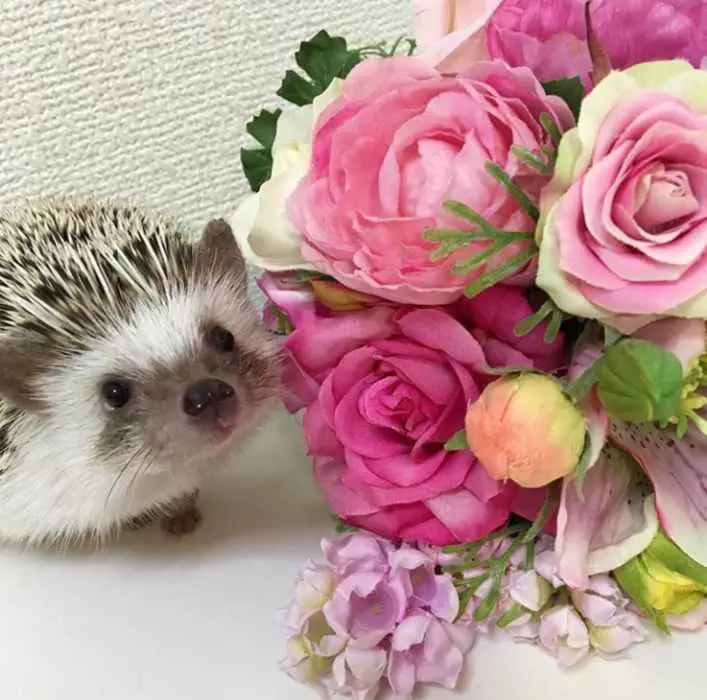 Cute Hedgehog Pictures  Hedgehog Posing Next To Roses