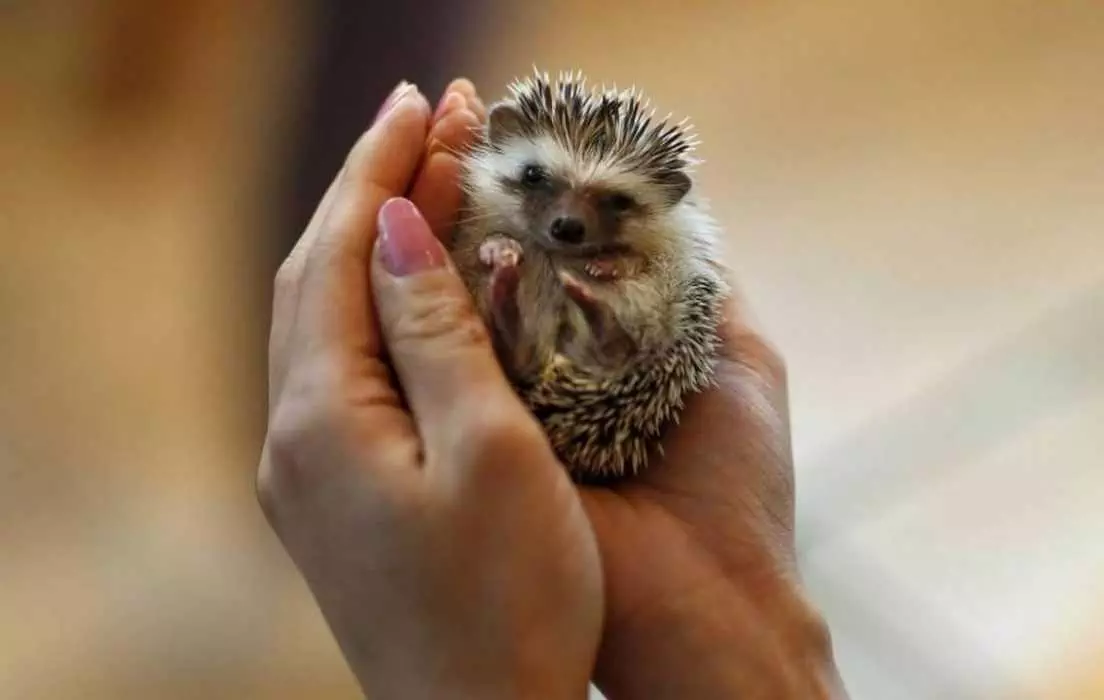Cute Hedgehog Pictures  Hedgehog In Palm Of Your Hand