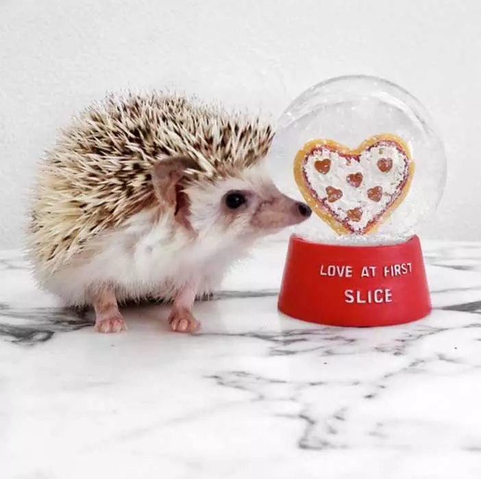 Cute Hedgehog Pictures  Hedgehog Next To A Love At First Slice Snowglobe