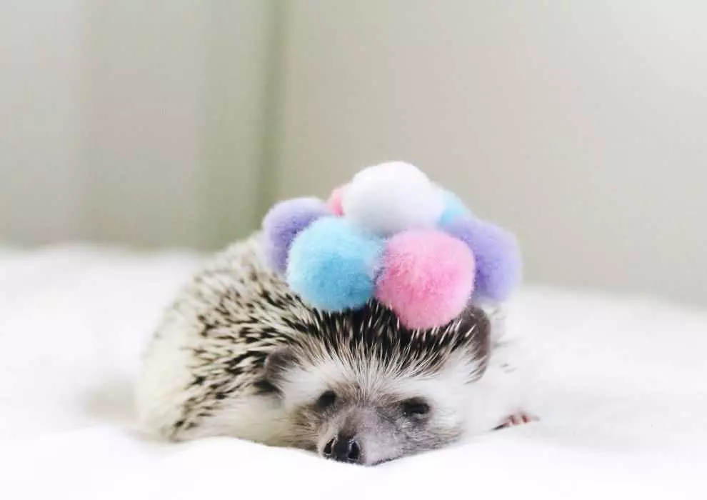 Cute Hedgehog Pictures  Hedgehog Hat Of Pompoms