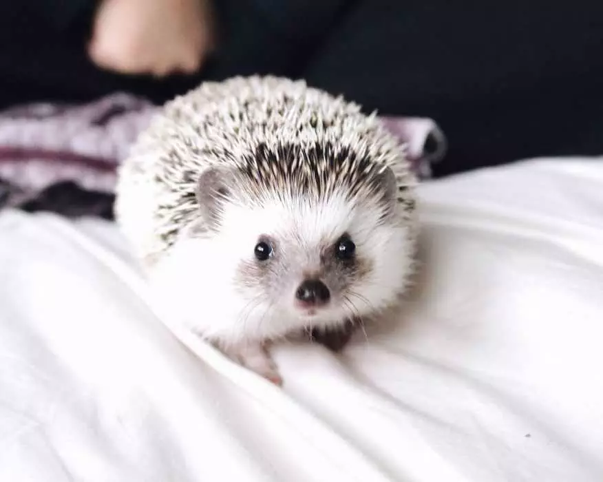 Cute Hedgehog Pictures  Hedgehog On Duvet