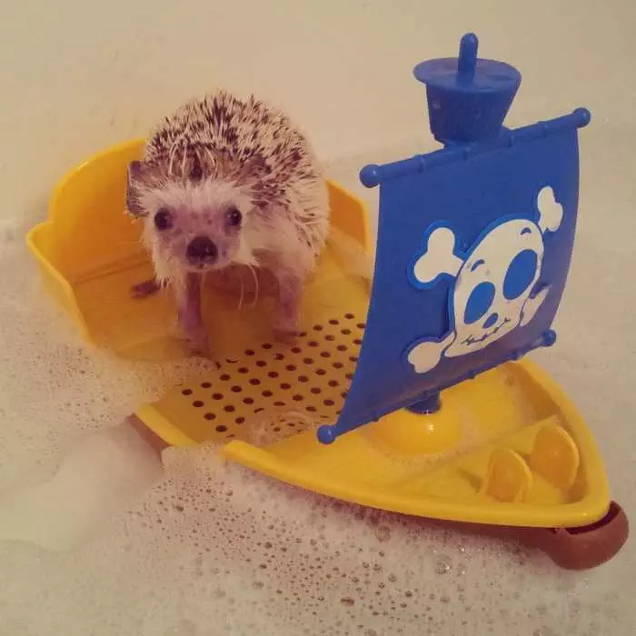 Cute Hedgehog Pictures  Hedgehog Bath Time On A Toy Boat