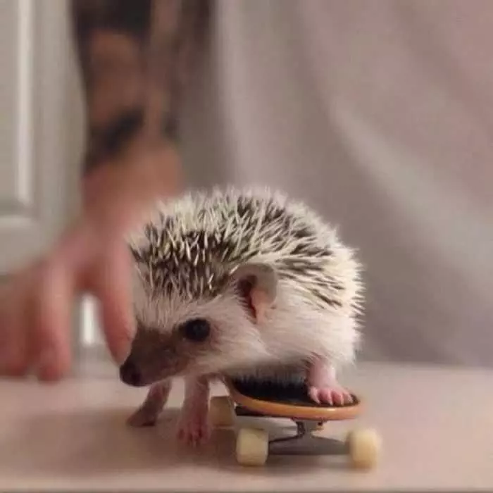 Cute Hedgehog Pictures  Hedgehog On A Skateboard