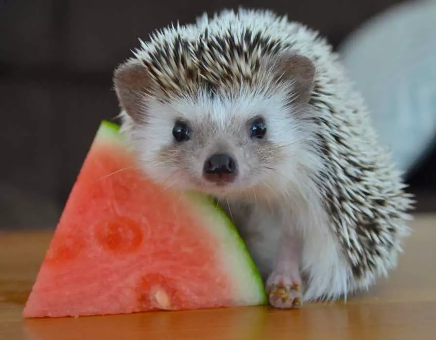 Cute Hedgehog Pictures  Hedgehog With Watermelon