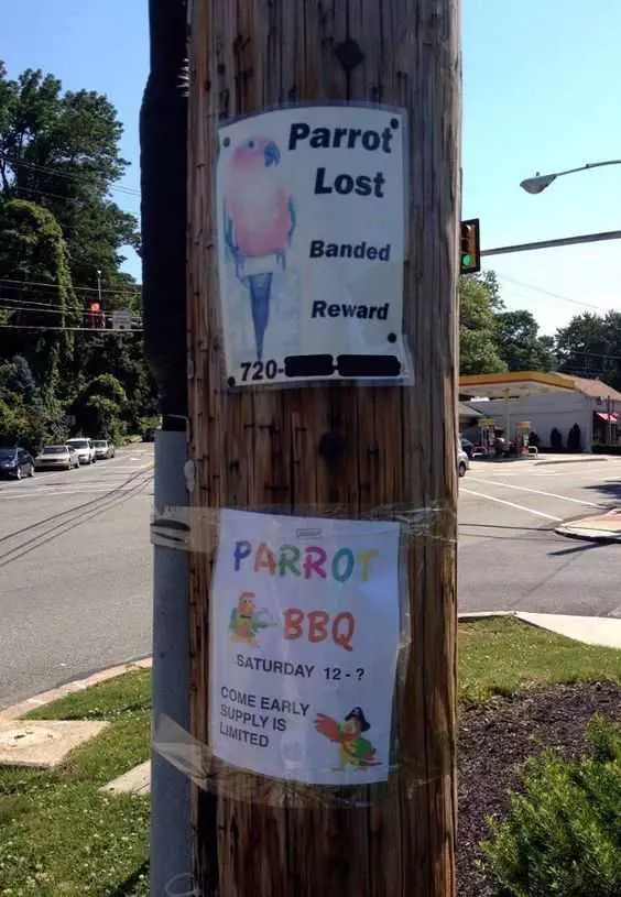 Insanely Funny Lost Parrot And Bbq Pictures