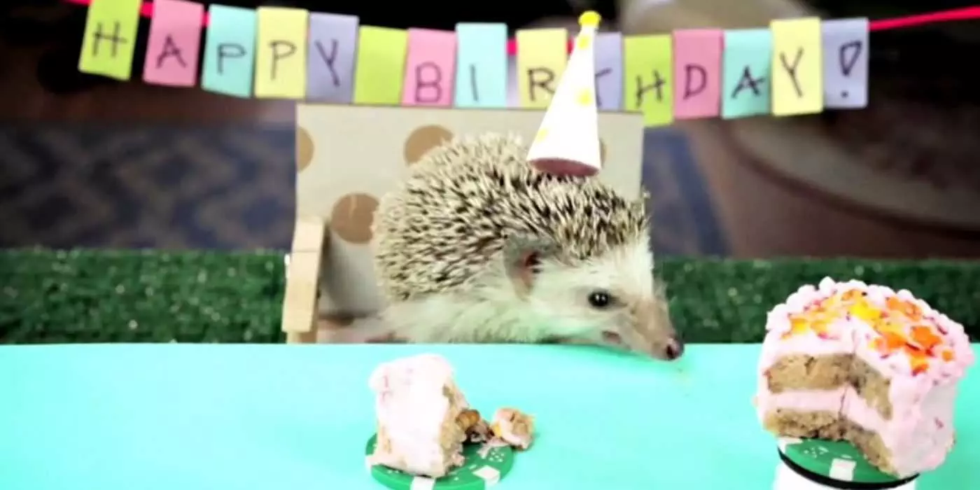 Cute Hedgehog Pictures  Hedgehog Birthday Party