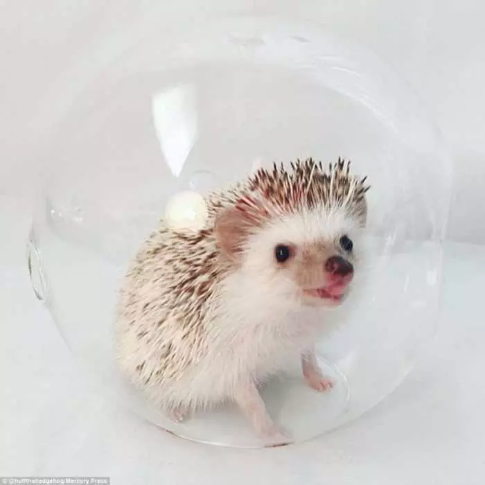Cute Hedgehog Pictures Hedgehog In A Glass Jar