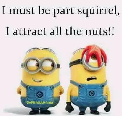 31 Funny LaughOutLoud Minions Pictures Part Squirrel