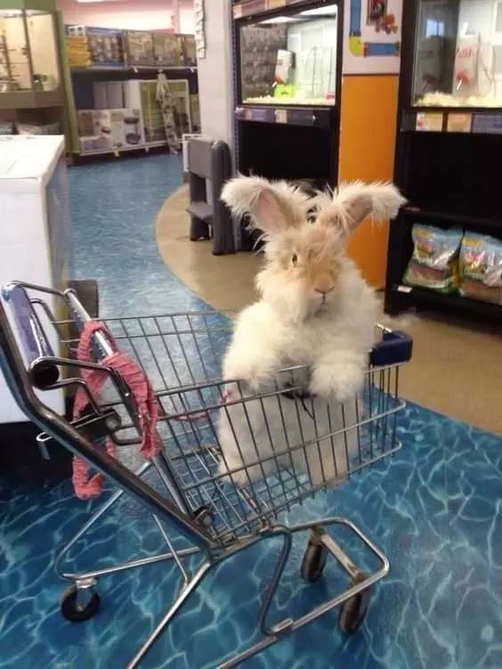 Adorable Animals 3