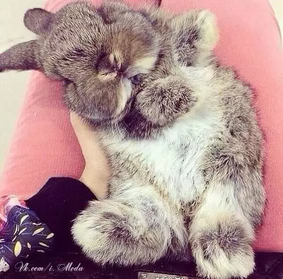 Adorable Animals Pictures 3