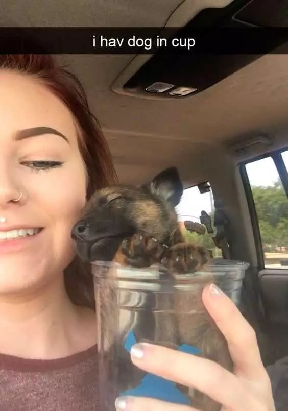 Adorable Animal Pics  Pup In A Cup