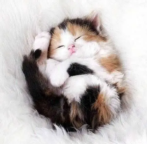 Adorable Animal Pictures 2