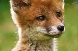Animal Fox Cute