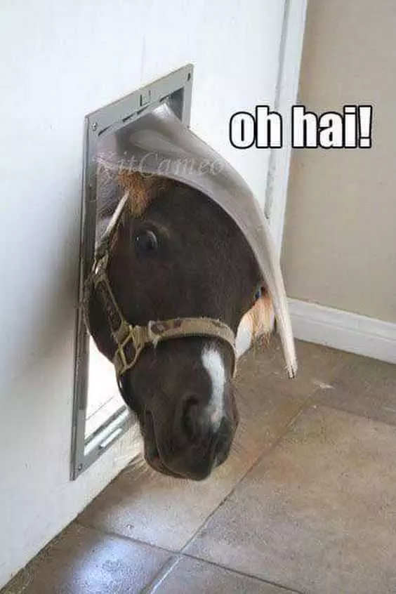 Adorable Animal Pics